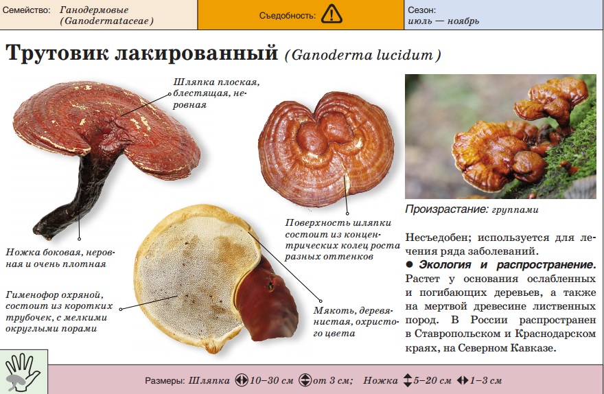 Описание на гъби