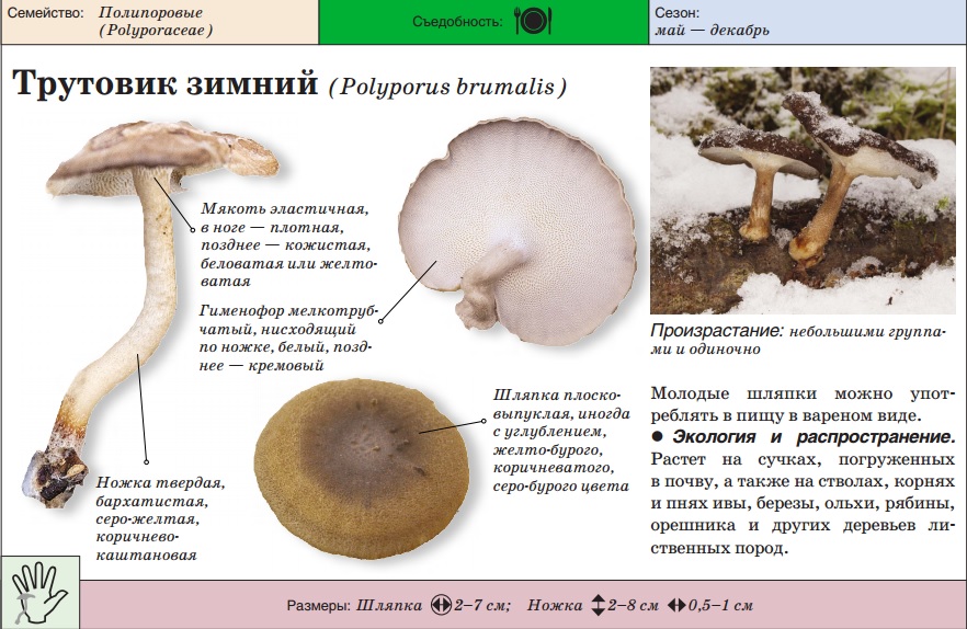 Tinder гъбички зимата