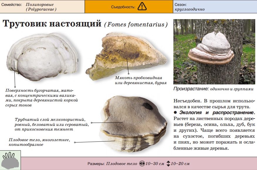 Истинският трън