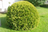 Засадете туя през есента