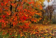 череша през есента