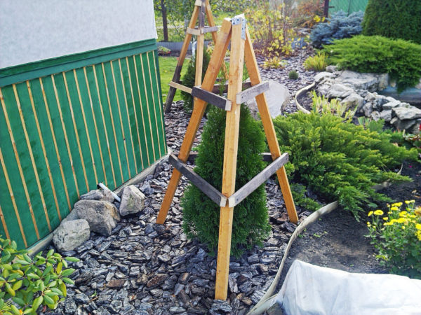 מחסה מחטניים לחורף