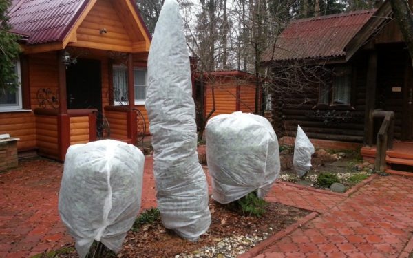 מחסה מחטניים לחורף