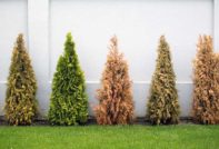 подслон от иглолистни дървета за зимата