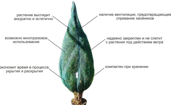 איך לכסות עצי מחט לחורף