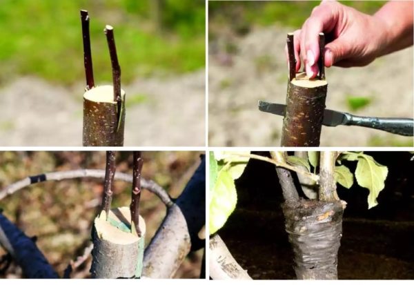 Cách trồng cây táo vào mùa thu