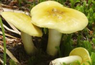 Гъбена зеленина