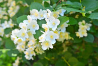 Как да се грижим за жасмина през есента