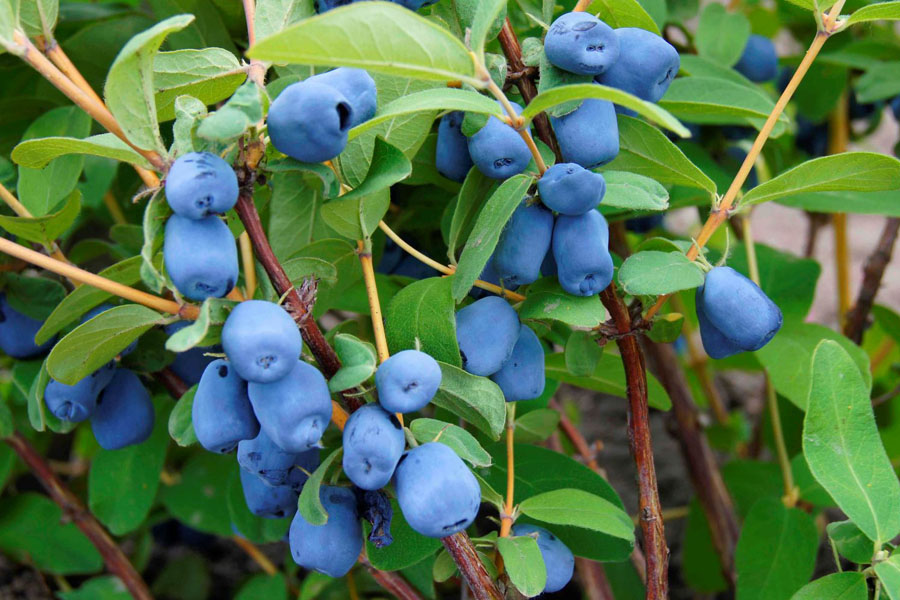 honeysuckle in autumn