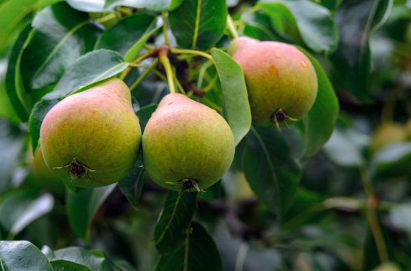 Jakovlevo mėgstamiausias