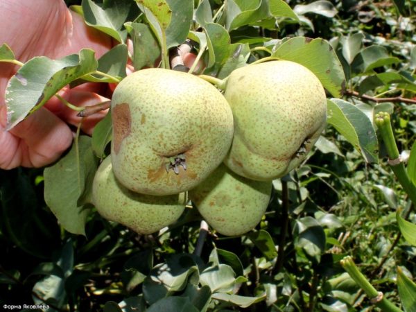 Bere žiemos Michurina