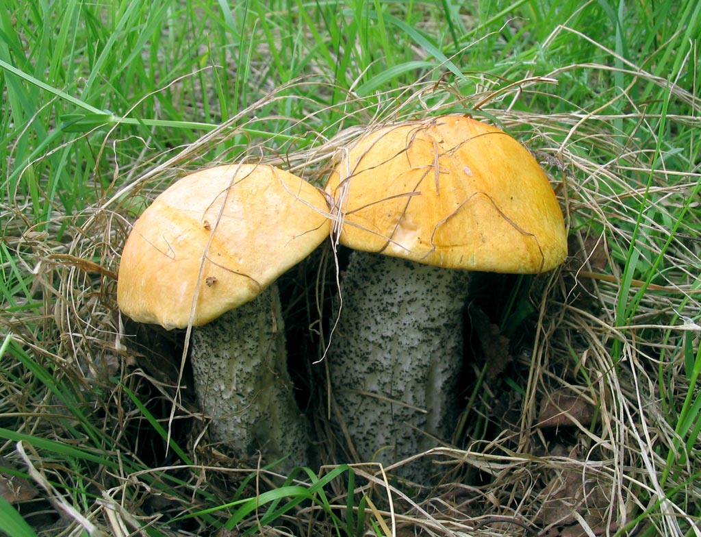 orange-cap boletus