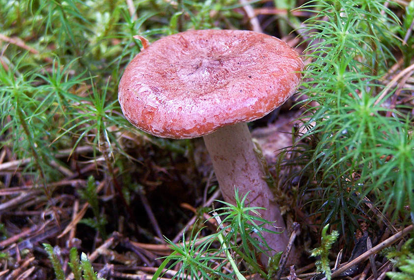 Lactarius Rufus