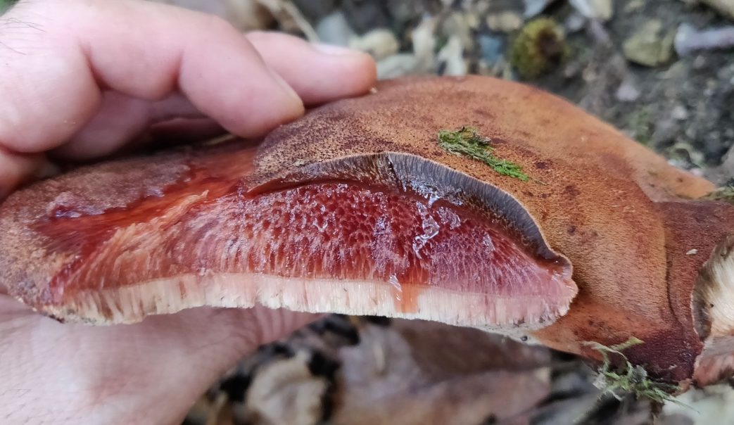 Чернодробни гъбички