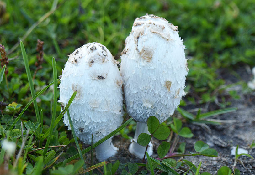 Coprinus trắng