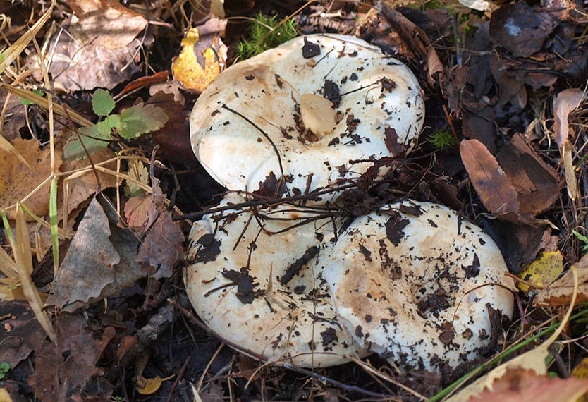 Бяла обувка