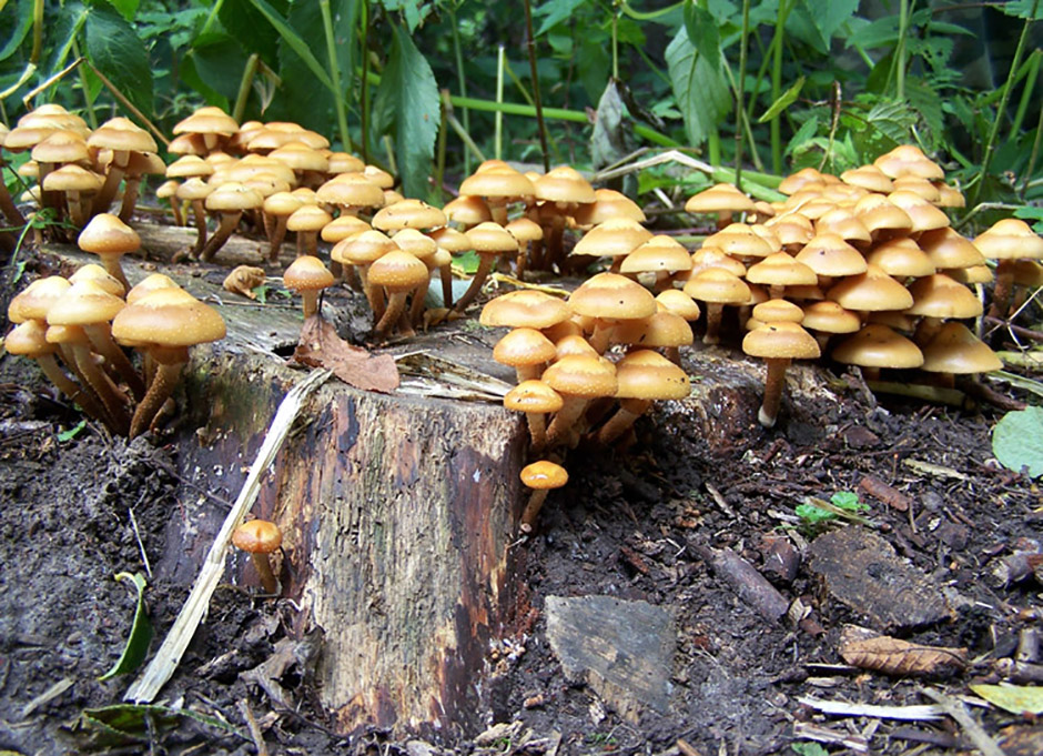 Меден агарик