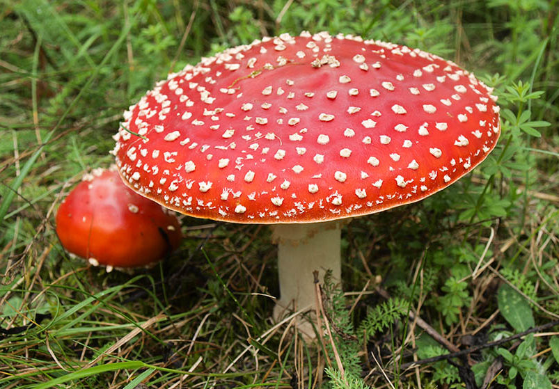 אגרס זבוב אדום