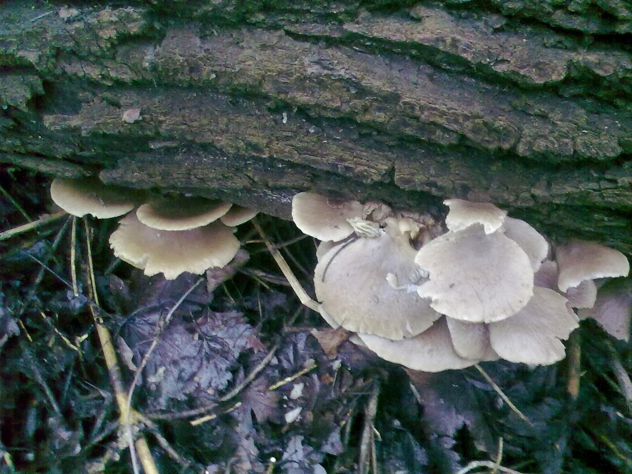 Гъба от стриди