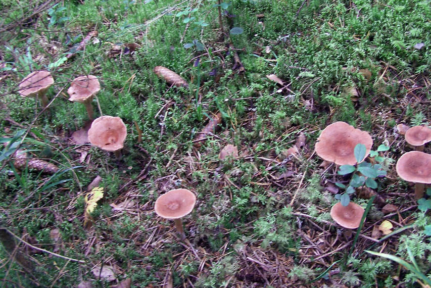 Lactarius Rufus
