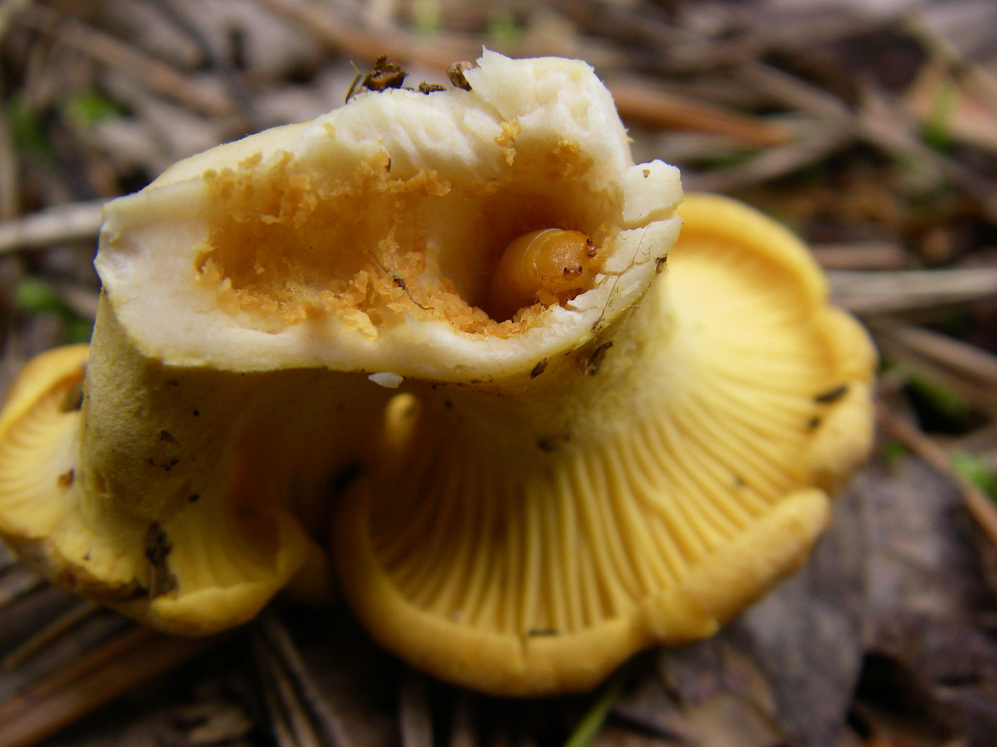 Червеи гъби