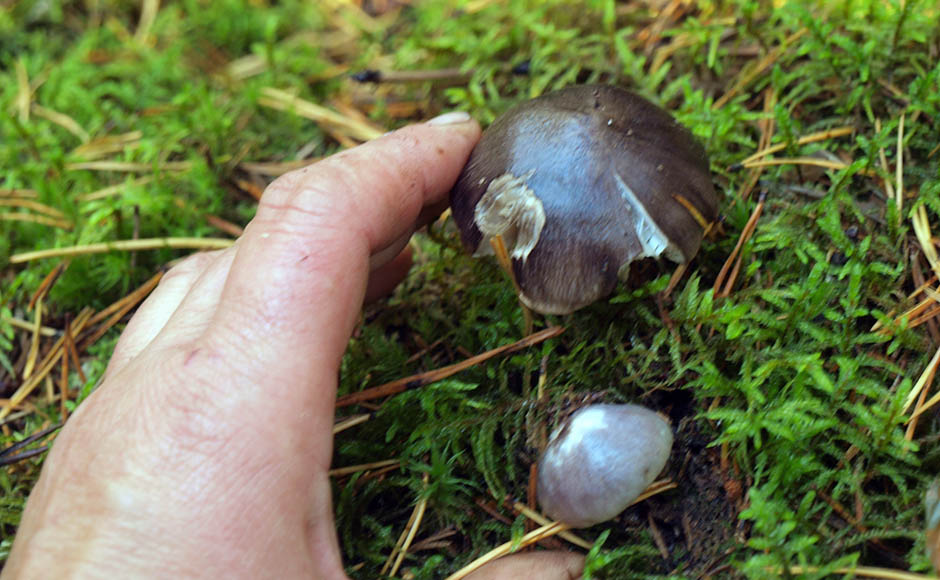 Средно голяма серушка