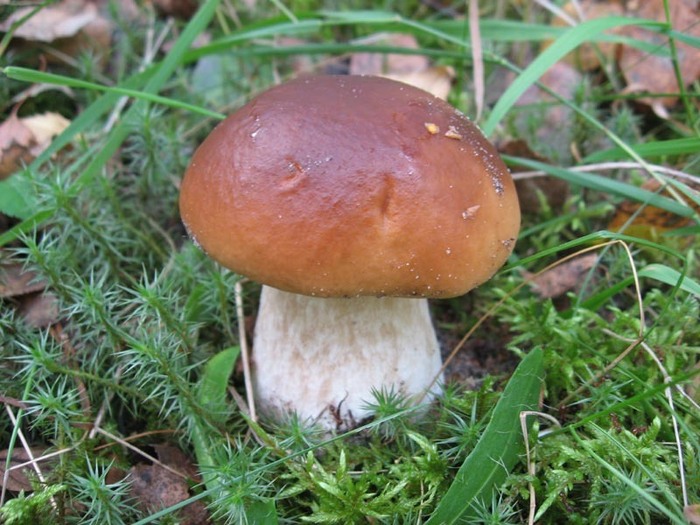 CEP