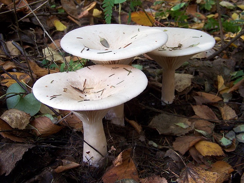 Prater paddestoelen