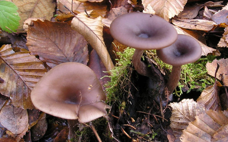 Prater paddestoelen