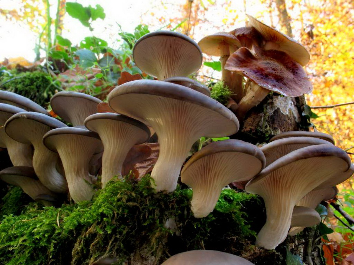 Гъба от стриди