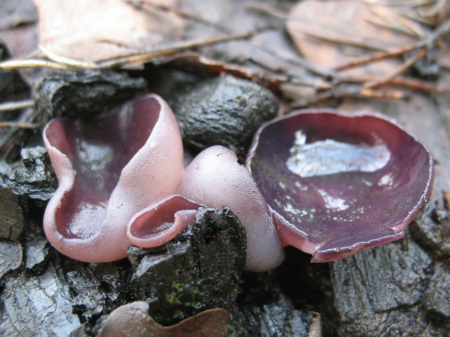 Лилав пипер