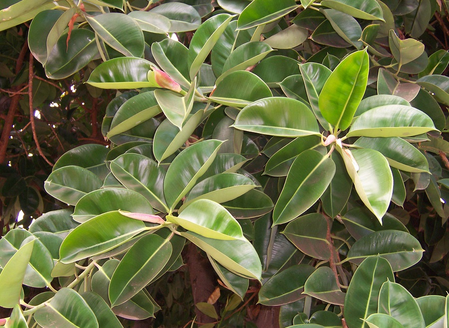Ficus