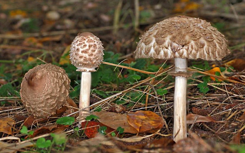 Nấm ô dù đỏ mặt