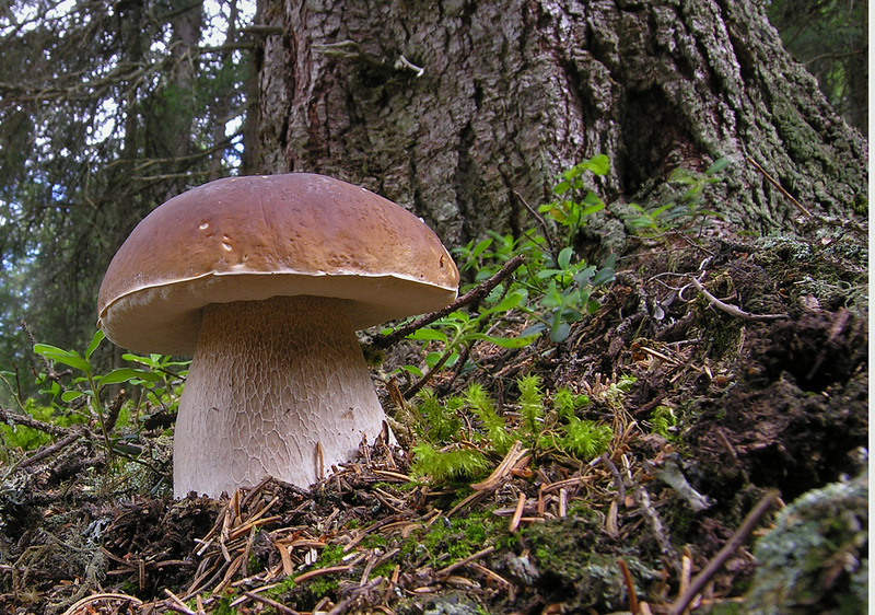 Cep