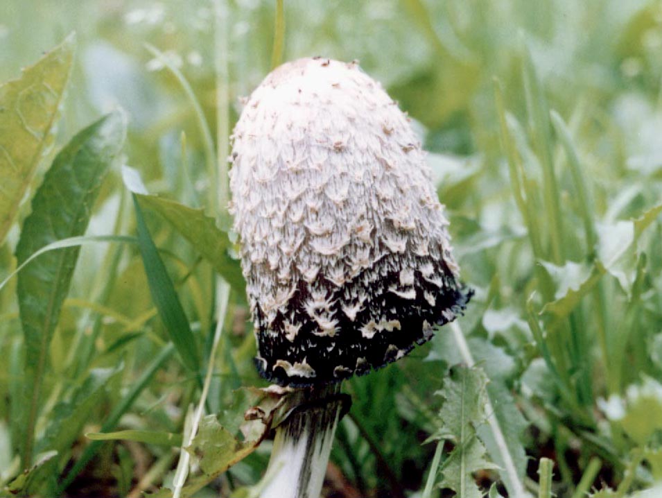 Coprinus trắng