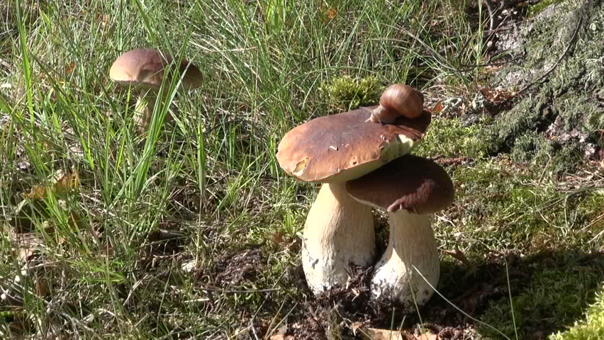 Cep