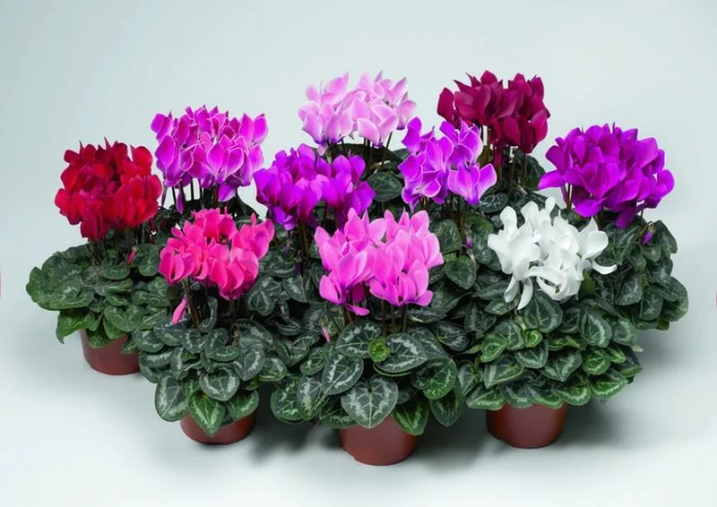 Персийски цикламени