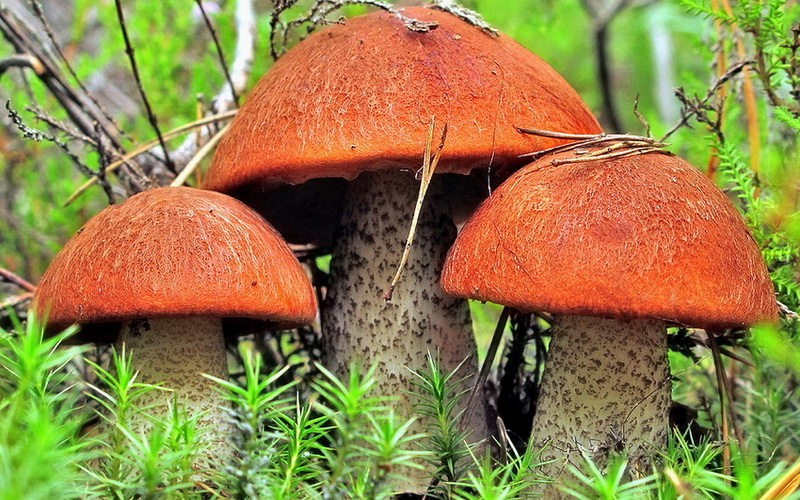 orange-cap boletus