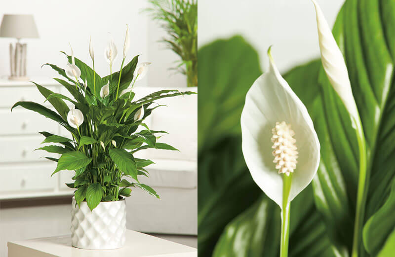 Spathiphyllum