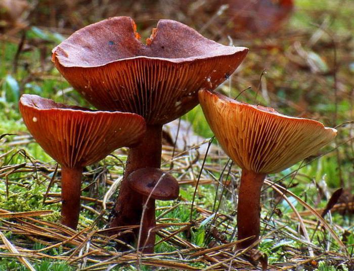 Lactarius Rufus