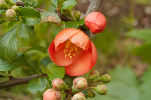 Грижа за японска дюля през есента
