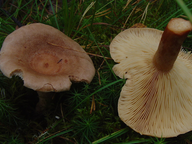 Агарична гъба