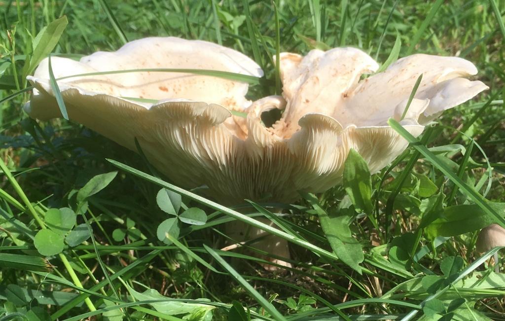 Гигантско бяло лице