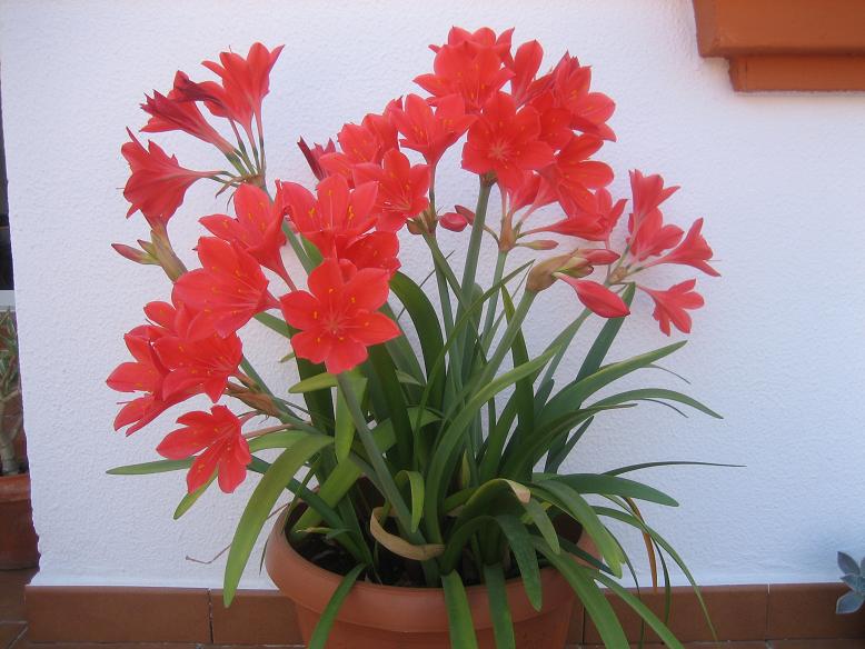 Bolvormige Binnenbloemen