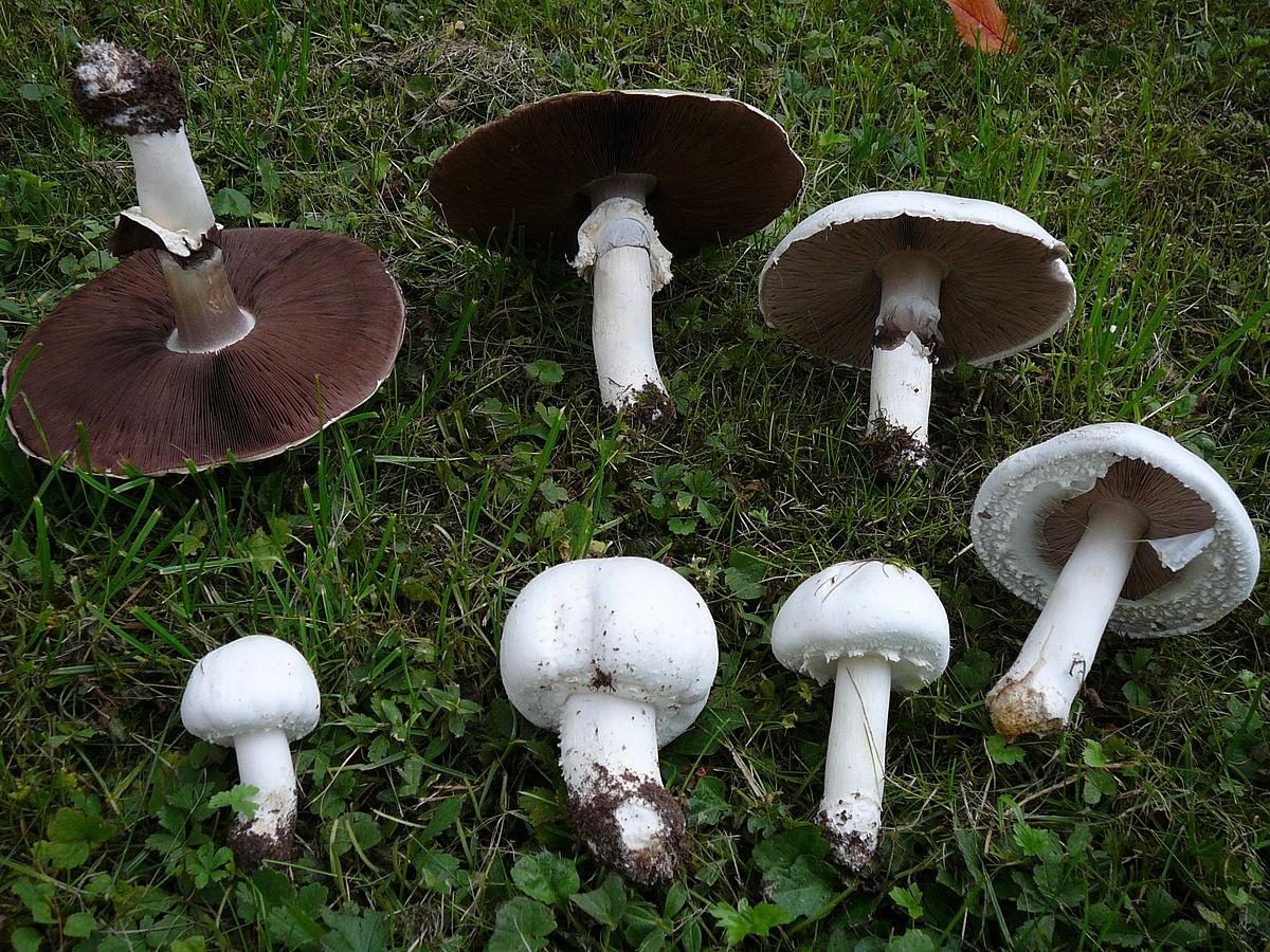 champignon