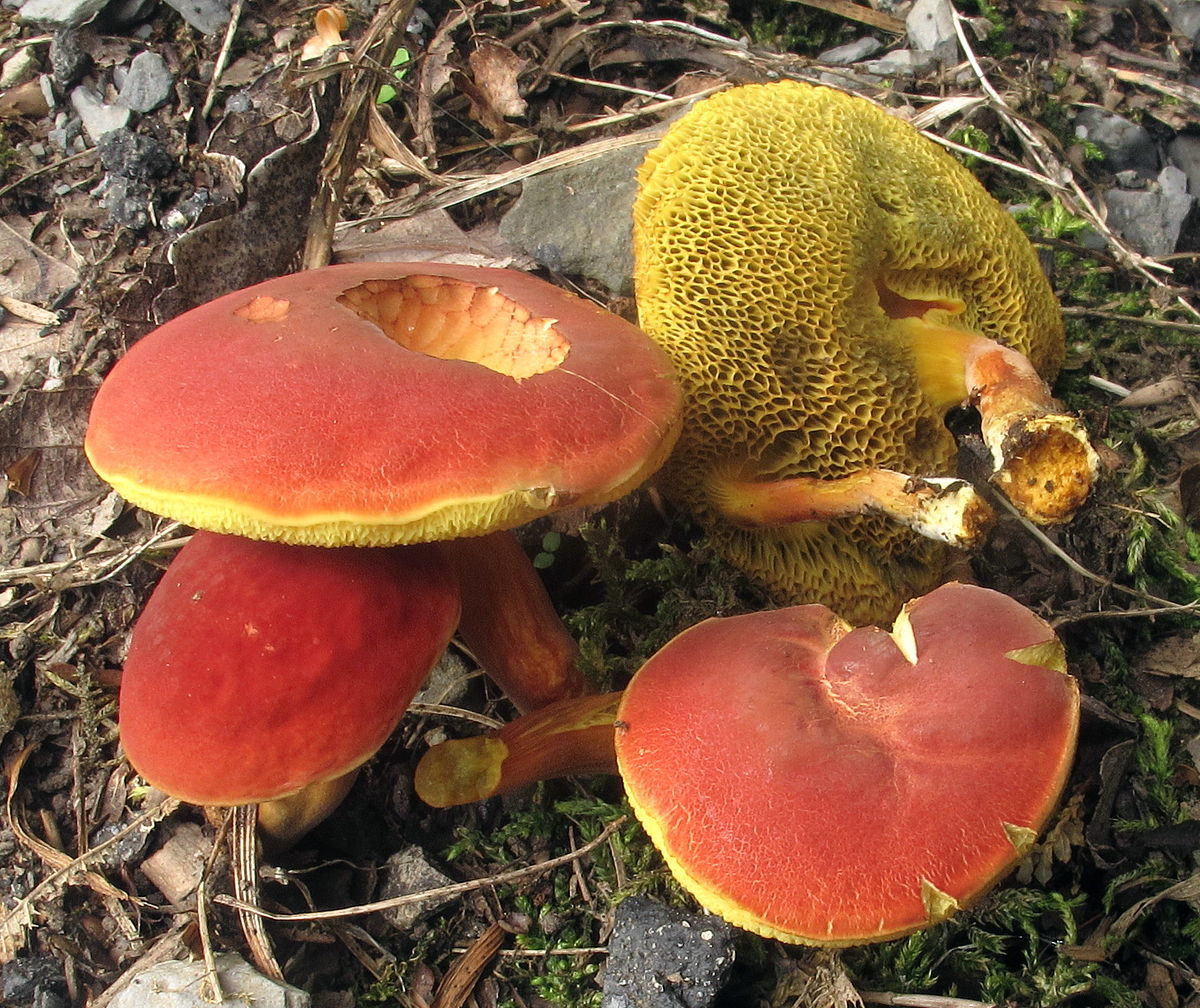 גלגל תנופה אדום