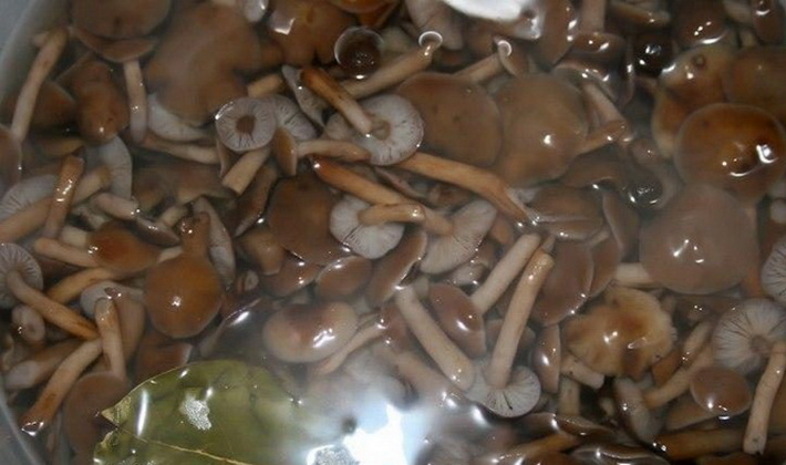 Накисване на гъби с мед