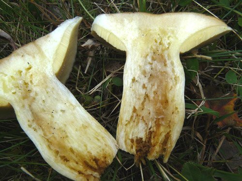 Червей гъба