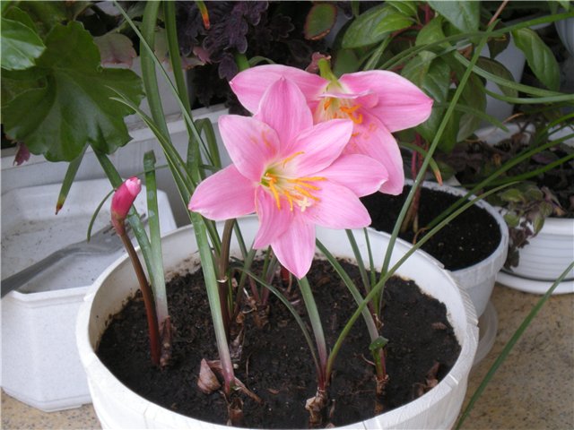 zephyranthes