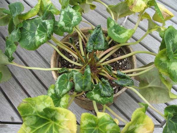 Цикламен кърлеж